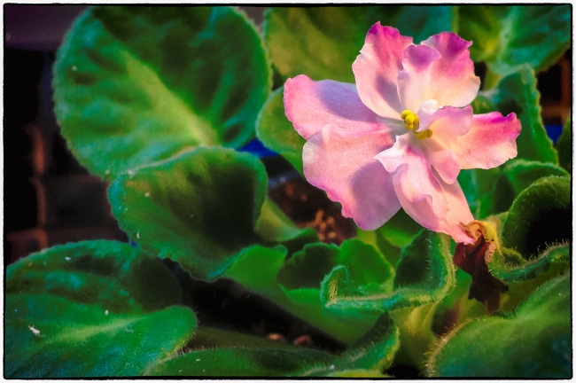 africanviolet-1