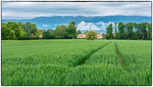 Looking across a wheat field towards the Jura