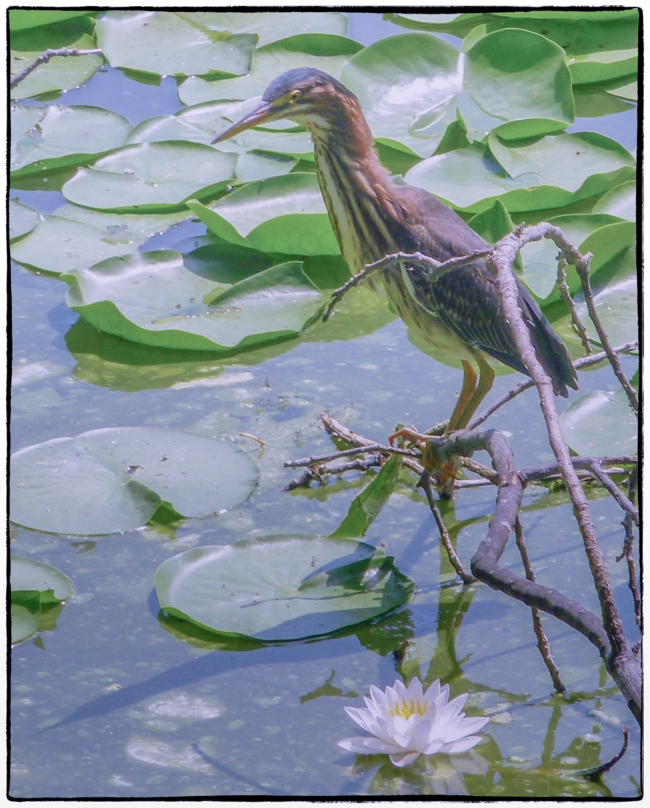 greenheron-