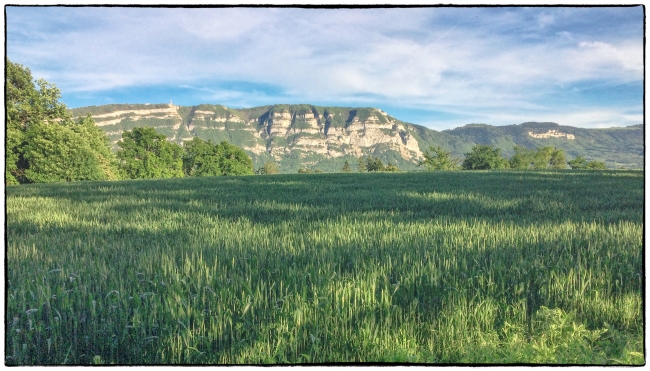 View across a cornfield towards the Saleve. Near Chemin Vert