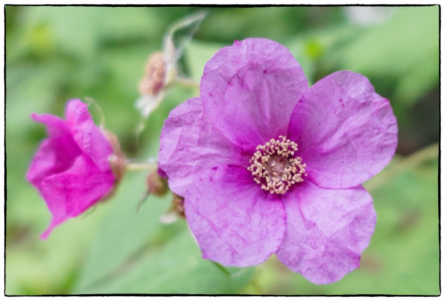 purpleflower-