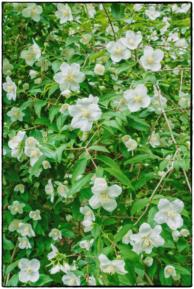 whiteflowers-