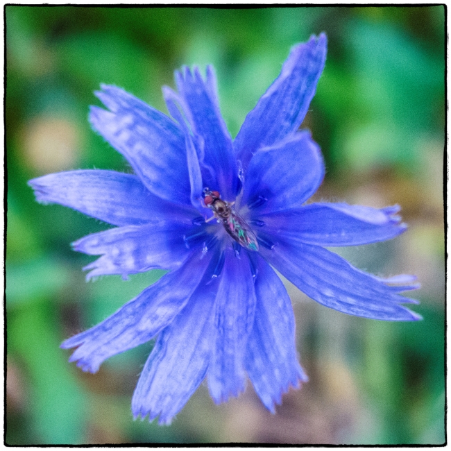 bluecornflower-1