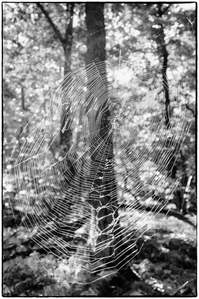 spiderweb-1