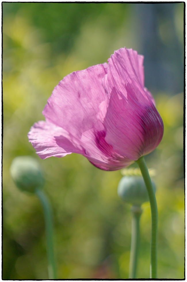 poppy-1