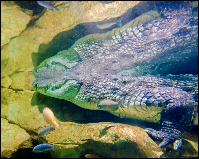 bronxzoocrocodile-2