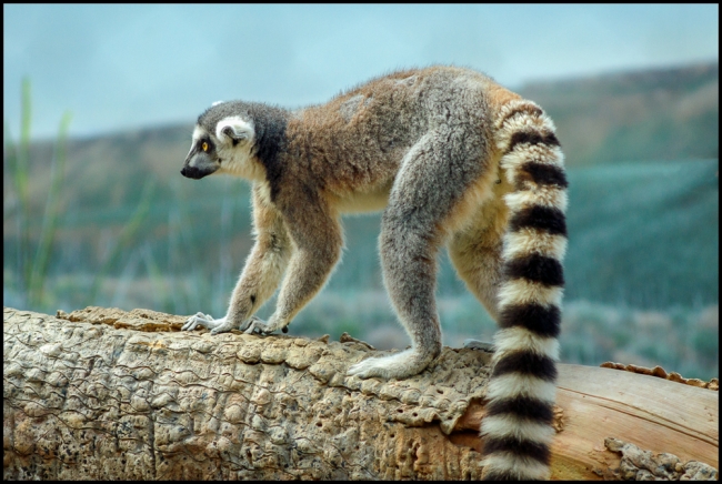 bronxzoolemurs-2