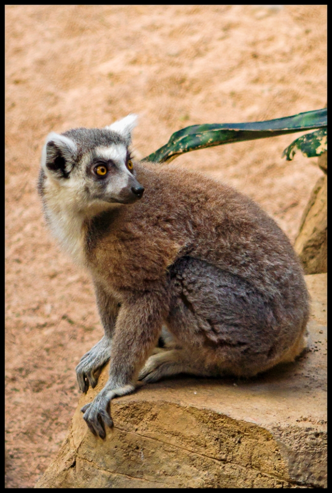 bronxzoolemurs-3