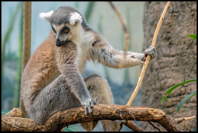 bronxzoolemurs-5