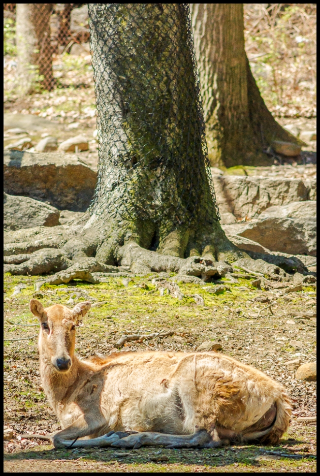 bronxzooperedaviddeer-2