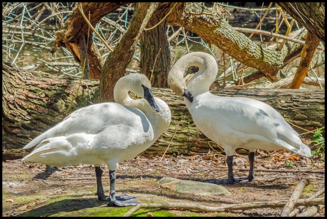 bronxzooswans-1