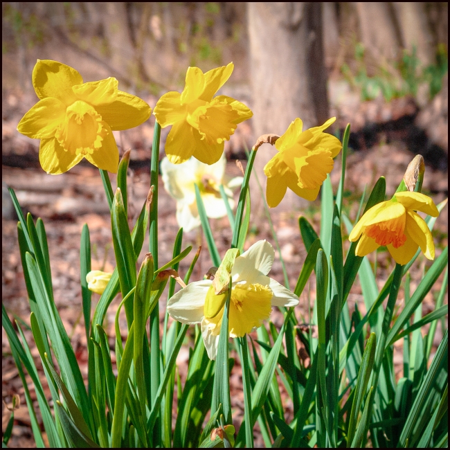 daffodils-1