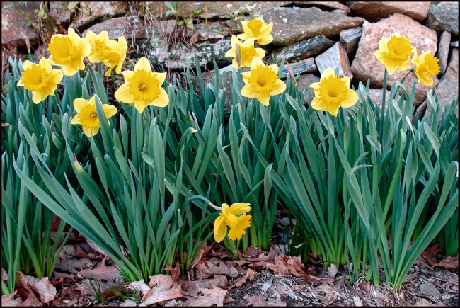 daffodils-2