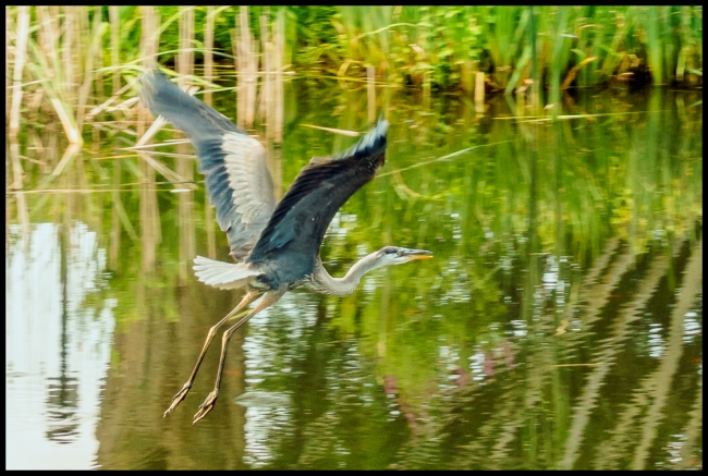 heron-2-of-2