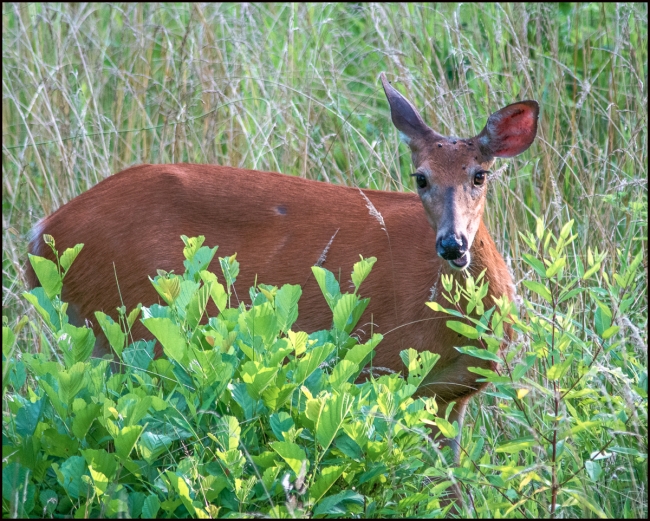 deer1-1