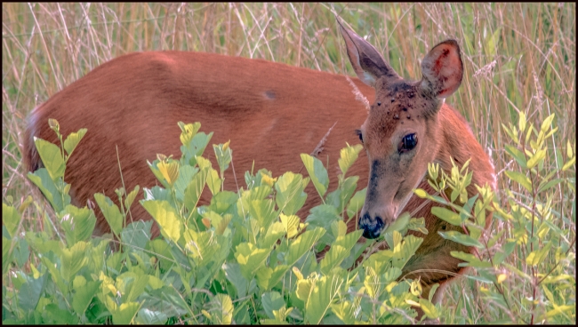 deer1-2