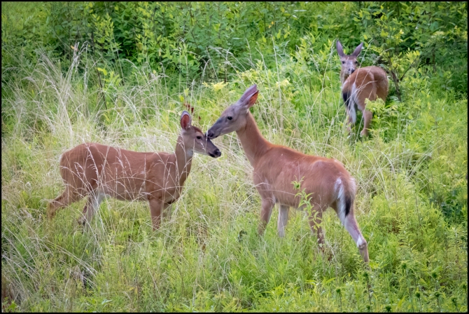 deerbehavingstrangely-1-of-4