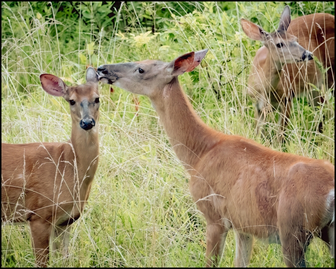 deerbehavingstrangely-2-of-4