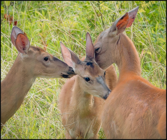 deerbehavingstrangely-3-of-4