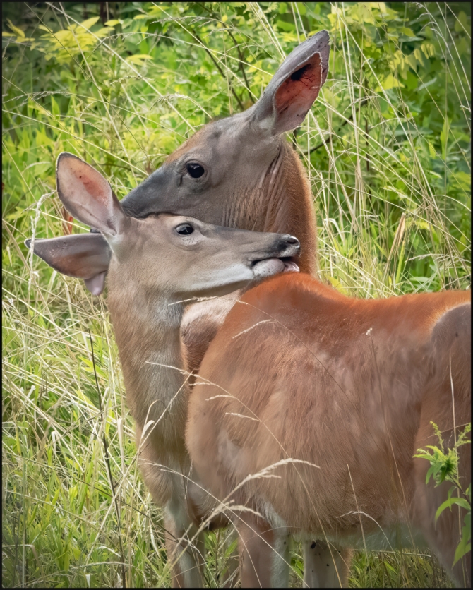 deerbehavingstrangely-4-of-4