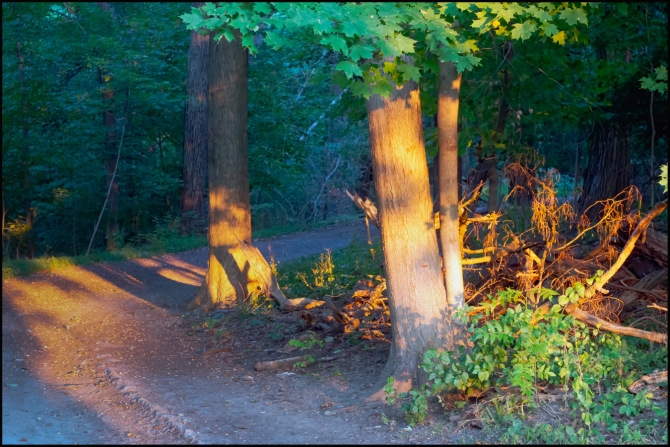 rockwoodhalltrees-1-of-1