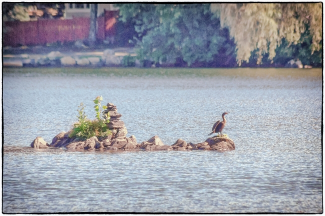 cormorant-2