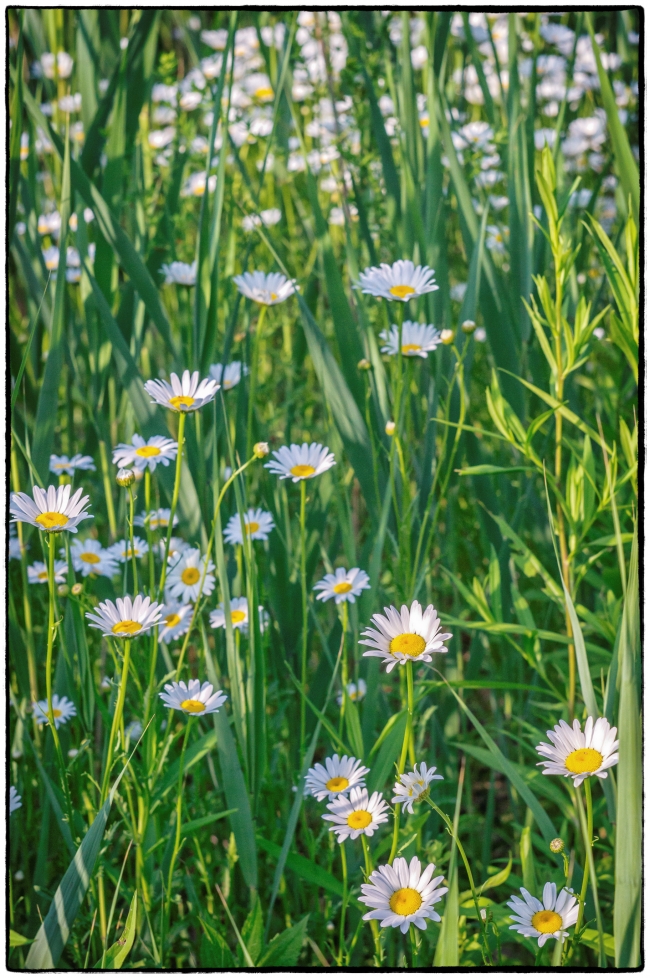 daisies-1