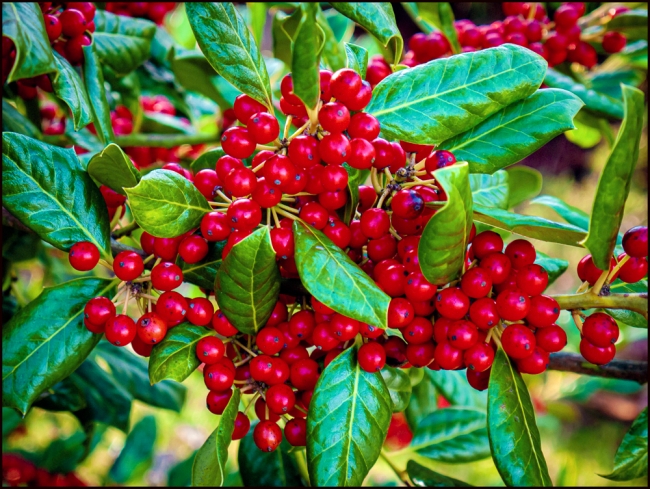 festiveberries-1