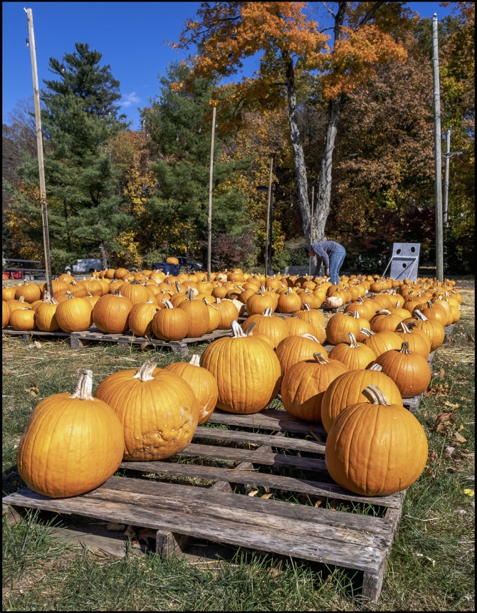 pumpkinpatch-1-of-7