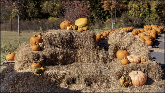 pumpkinpatch-3-of-7