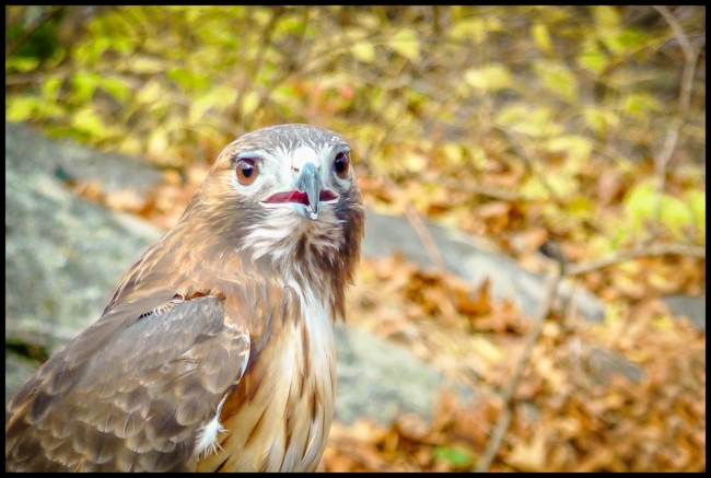 raptorteatown-1