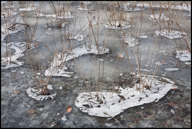 icypond-1