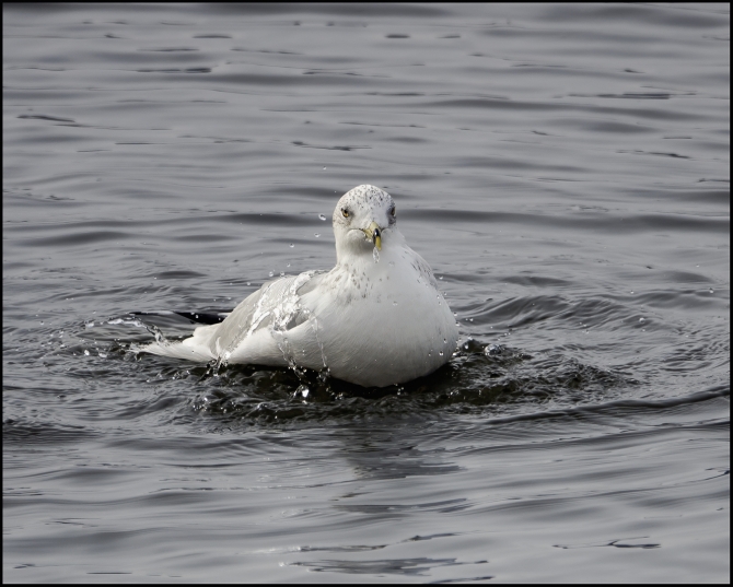 seagullsonhudson-8-of-14