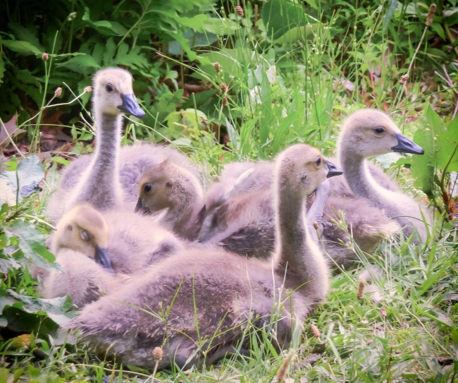 goslings-1