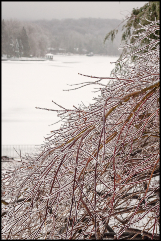 icybranches-2