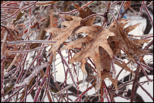 icybranches-3