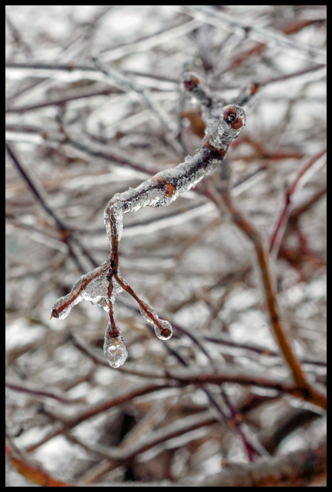 icybranches-4