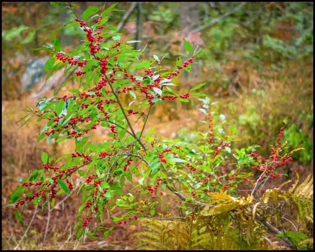 rockefellerberries-2-of-2