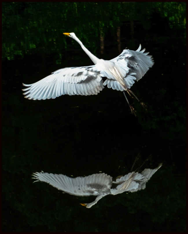 egret-2