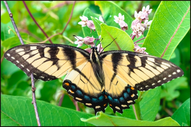 swallowtail-2