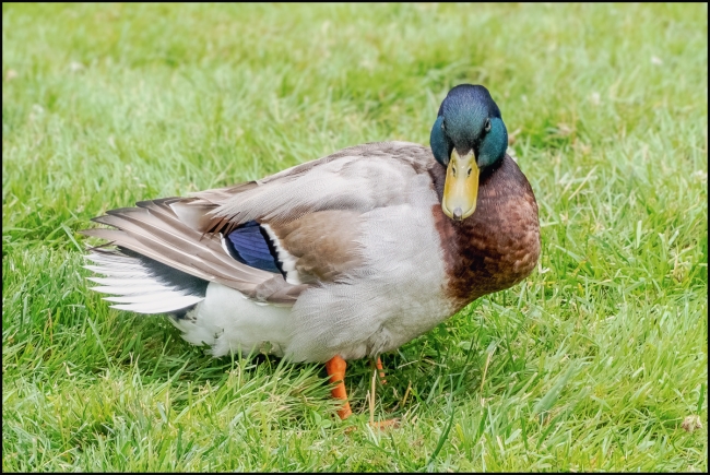 mallard-1