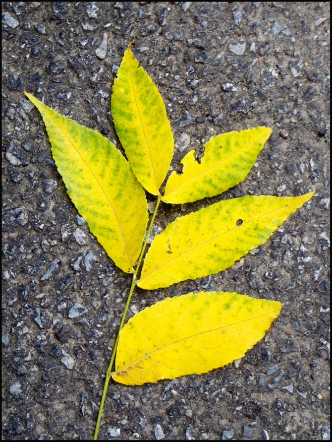 yellow-greenleaves-1-of-1