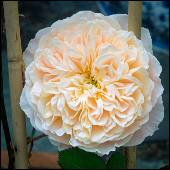 DavidAustinCrownPrincessMargareta-1-of-1