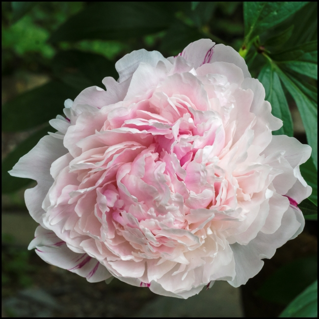 flowersinourgardenpeonies-1-of-2