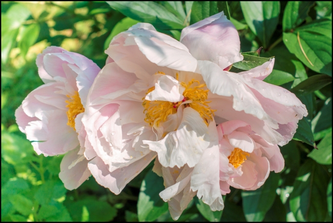 flowersinourgardenpeonies-2-of-2