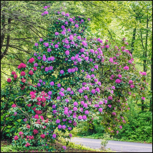 flowersinourgardenrhododendron-1-of-3