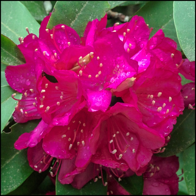 flowersinourgardenrhododendron-2-of-3