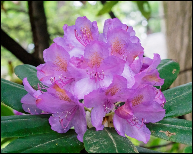 flowersinourgardenrhododendron-3-of-3