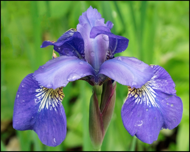 flowersinourgardensiberianiris-1-of-2