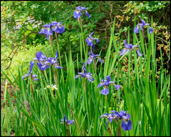 flowersinourgardensiberianiris-2-of-2